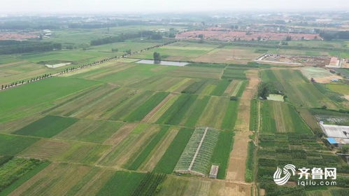 日照西辛兴村 土地流转激活“三变”改革，谱写乡村振兴新篇章