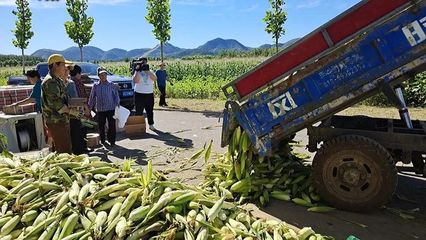 东高村镇 复垦田里“金”满地，三百余亩玉米迎丰收