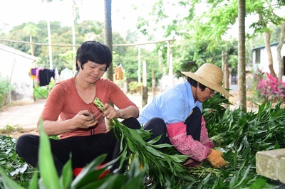 海口美兰区脱贫户王康丽 只有勤劳才能致富